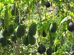 Avocados prices expected to surge amid  Cyclone Debbie