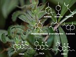 Cannabis genes responsible for different aromas identified