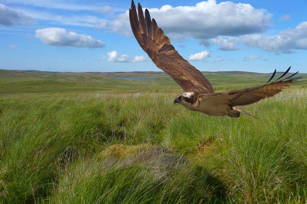 North Wales keeps a welcome for returning ospreys