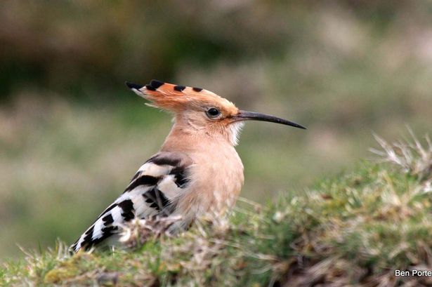 Mediterranean hoopoe bird taken by peregrine falcon during a rare visit to North Wales