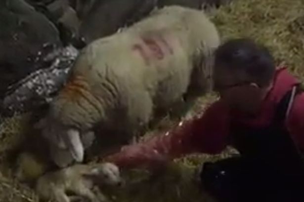 EweTube sensation … 13,000 people online watch birth of Gwynedd lamb