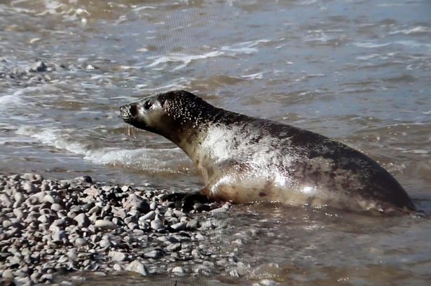 Watch rescued Conwy estuary seals released back into the wild