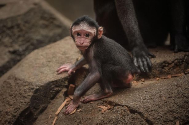 Say hello to Chester Zoo's new baby monkey Amidala
