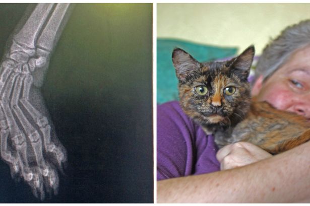 See what happened to the Prestatyn kitty with a crushed limb