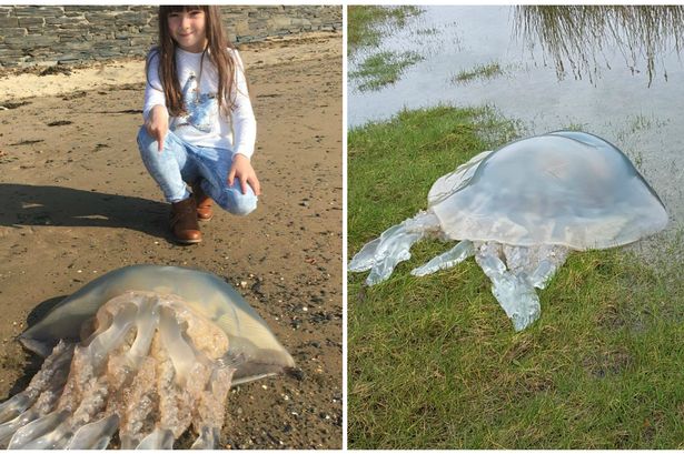 Gwynedd beaches invaded by giant jellyfish