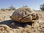 Federal authorities approve California tortoise removal