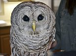 Owl stuck between truck cab and trailer on the mend