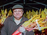 Farmer is one of the last to grow candlelit forced rhubarb