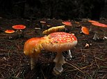 Photographs show brightly-coloured mushrooms in NSW forest