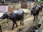 VISUAL EDIT: Does India love Buffaloes MORE than cows?