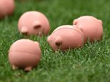 Coventry clash with Charlton delayed due to FLYING PIGS