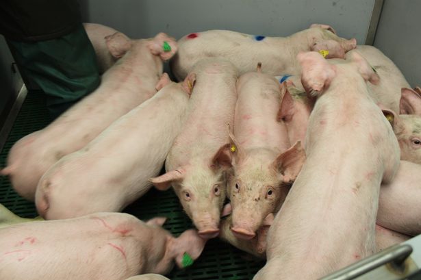 How college farm is trying to chill out angry pigs to make their meat taste better