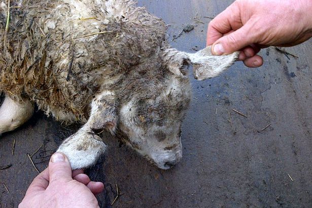 Farmers 'gone bandit' could be responsible for sheep rustling in North Wales