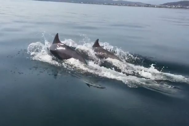 Watch incredible footage of dolphins playing off the coast of Llandudno