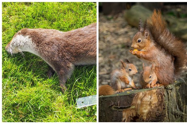 Conservationist's fears motorists endangering Anglesey red squirrels and otters
