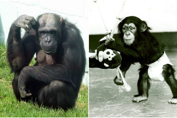 Welsh Mountain Zoo chimp Tuppence celebrates 30th birthday