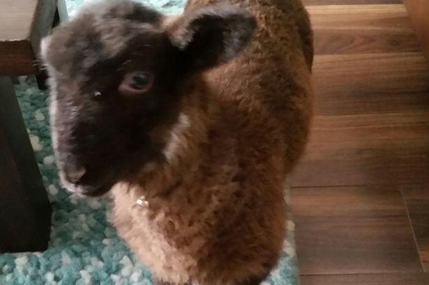 Meet Ramsey the baa-rking mad lamb that thinks he's a dog