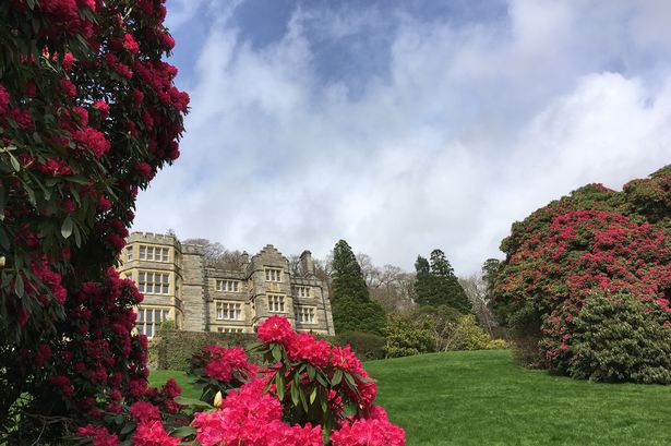 Early summer for Gwynedd's Plas Tan y Bwlch as rhododendrons burst into life
