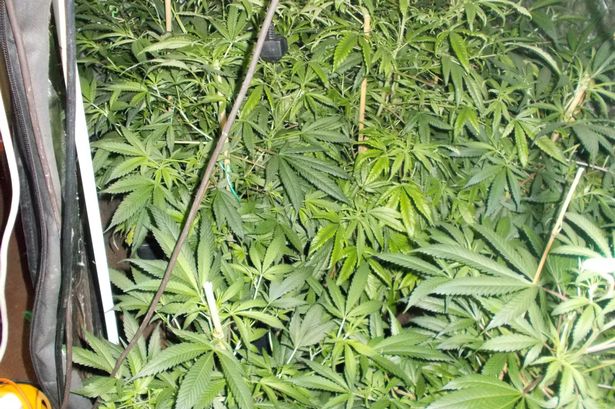 Cops bust Flintshire cannabis farm