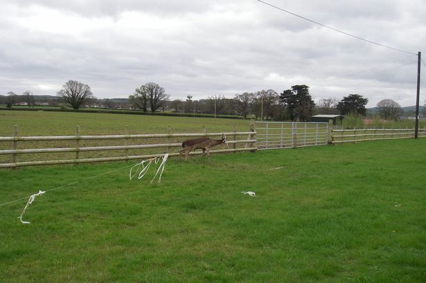 This deer had a lucky escape from an electric fence near Trefnant