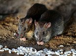 New York preps rat birth control test-run