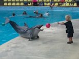 Talented Dolphin plays catch with an excited little boy