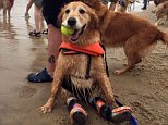 Paralysed golden retriever gets prosthetic paws