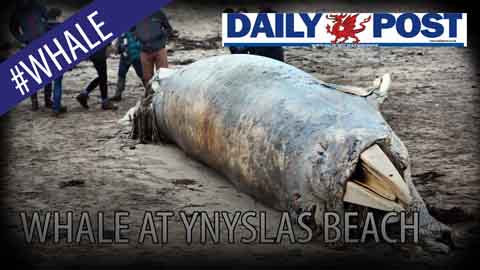 Dead 10-foot whale washed up on Criccieth beach