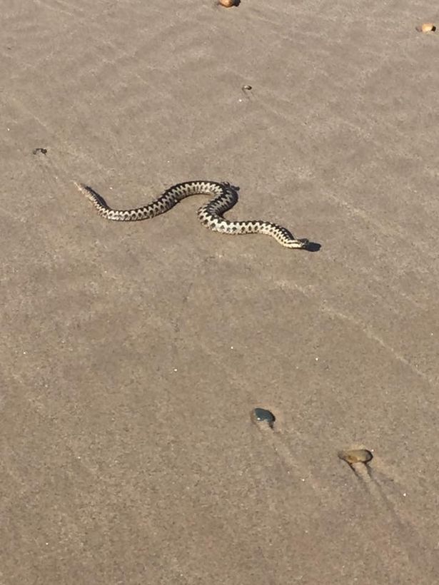 Snake warning issued after adder spotted on Gwynedd beach