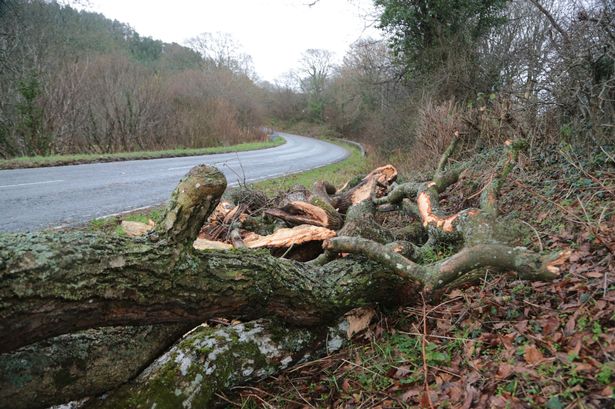 Fallen trees overnight close roads in Gwynedd and on Anglesey