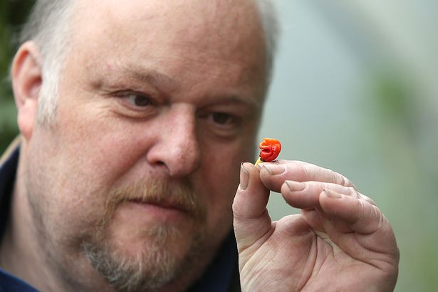 St Asaph man develops weapons-grade chilli so hot it could KILL you