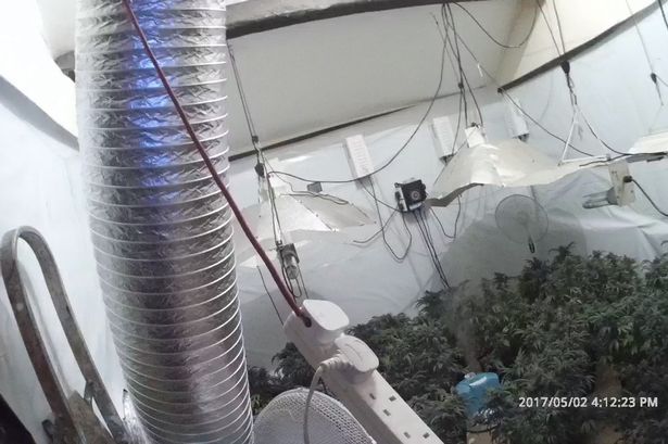 Huge haul of cannabis plants found during Denbigh police raids