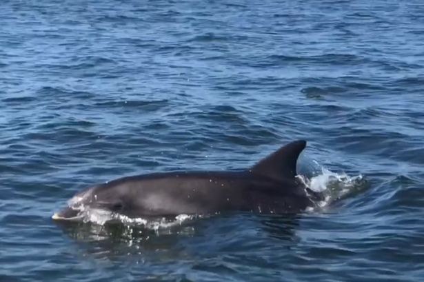 Watch dolphins swim alongside boat off Anglesey coast