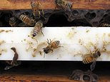Bee industry buzzing: Stolen hives recovered in California