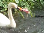 Swan kills a helpless duckling and EATS it in a video