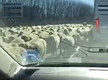 Hundreds of stampeding sheep block Italian country lane