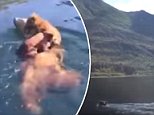 Cubs hitch ride on grizzly as she swims in Alaskan river