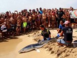 Shark that terrified swimmers in Majorca has been caught