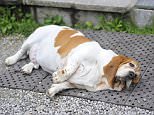 One in three American pet dogs and cats are now overweight