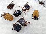 They're back! Numbers of ticks are high across New England