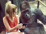 Woman sits with gorilla and shows him videos of baby apes