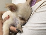 Puppy left abandoned airport abused owner finds new home