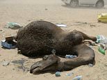 Qatari camels die after being kicked off farms in Saudi