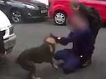 Man caught on camera biting ear of police German Shepherd