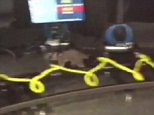 Possum causes chaos in Sydney's Channel 9 newsroom