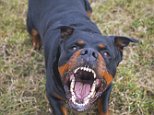Woman in her 50s is mauled to death by a dog in Perth
