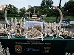 Ivory from slaughtered elephants is crushed in New York
