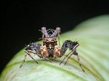 Personalities of jumping spiders determine how they hunt