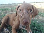 Puppy left with facial burns after sickening acid attack