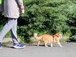 RSPCA: Taking cats for a walk could cause distress
